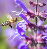 Chia (Salvia hispanica)