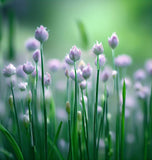 Chives, Garlic (Allium tuberosum)