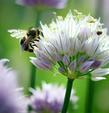 Chives, Garlic (Allium tuberosum)