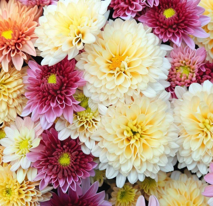 Chrysanthemum Species Mixed