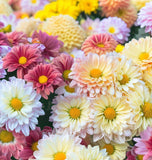 Chrysanthemum Species Mixed