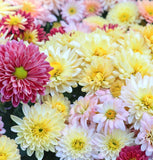 Chrysanthemum Species Mixed