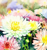 Chrysanthemum Species Mixed