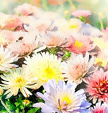 Chrysanthemum Species Mixed