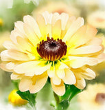 Chrysanthemum carinatum Painted Daisy