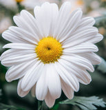 Chrysanthemum leucanthemum (Ox-Eye Daisy)