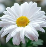 Chrysanthemum leucanthemum (Ox-Eye Daisy)