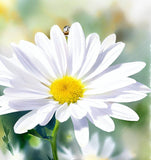 Chrysanthemum leucanthemum (Ox-Eye Daisy)
