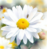 Chrysanthemum leucanthemum (Ox-Eye Daisy)