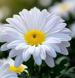 Chrysanthemum maximum (Shasta Daisy, Dwarf - Silver Princess)