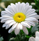 Chrysanthemum maximum (Shasta Daisy, Dwarf - Silver Princess)