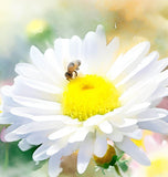 Chrysanthemum maximum (Shasta Daisy, Dwarf - Silver Princess)