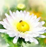 Chrysanthemum maximum (Shasta Daisy, Dwarf - Silver Princess)