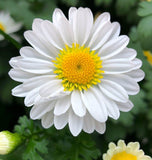 Chrysanthemum paludosum (Creeping Daisy)