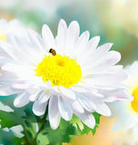 Chrysanthemum paludosum (Creeping Daisy)