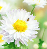 Chrysanthemum paludosum (Creeping Daisy)