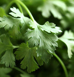 Cilantro, Long Standing (Coriandrum sativum)