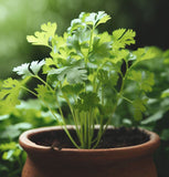 Cilantro, Long Standing (Coriandrum sativum)