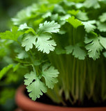 Cilantro, Long Standing (Coriandrum sativum)