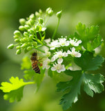 Cilantro, Long Standing (Coriandrum sativum)