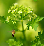 Cilantro, Long Standing (Coriandrum sativum)