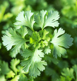 Cilantro, Slo-Bolting (Coriandrum sativum)