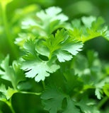 Cilantro, Slo-Bolting (Coriandrum sativum)