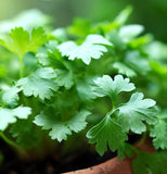 Cilantro, Slo-Bolting (Coriandrum sativum)