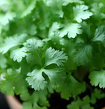 Cilantro, Slo-Bolting (Coriandrum sativum)