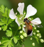 Cilantro, Slo-Bolting (Coriandrum sativum)