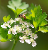 Cilantro, Slo-Bolting (Coriandrum sativum)