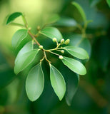 Cinnamomum camphora d.b. (Camphor Tree)