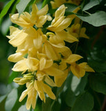 Cladrastis lutea (Yellowwood)