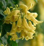 Cladrastis lutea (Yellowwood)