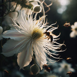Clematis virginiana (Devil's Darning Needles, Virgin's Bower)