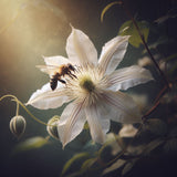 Clematis virginiana (Devil's Darning Needles, Virgin's Bower)