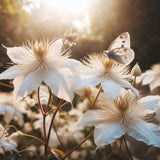 Clematis virginiana (Devil's Darning Needles, Virgin's Bower)