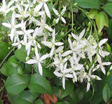 Clematis virginiana (Devil's Darning Needles, Virgin's Bower)