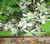 Clematis virginiana (Devil's Darning Needles, Virgin's Bower)