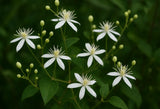 Clematis virginiana (Devil's Darning Needles, Virgin's Bower)
