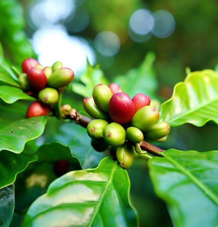 Coffea arabica (Arabian Coffee, Coffee Tree)