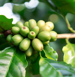 Coffea arabica (Arabian Coffee, Coffee Tree)