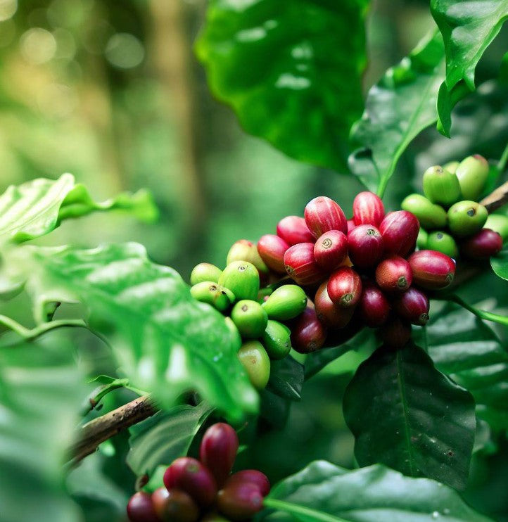 Coffea arabica (Arabian Coffee, Coffee Tree)