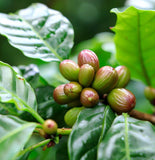 Coffea arabica (Arabian Coffee, Coffee Tree)