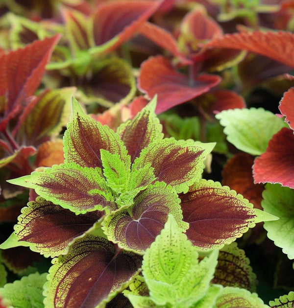 Coleus