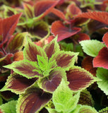 Coleus blumei (Rainbow Mix)