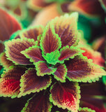 Coleus blumei (Rainbow Mix)