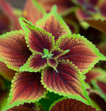 Coleus blumei (Rainbow Mix)