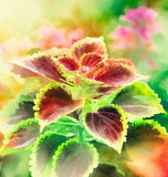 Coleus blumei (Rainbow Mix)