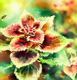 Coleus blumei (Rainbow Mix)